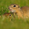 Sysel obecny - Spermophilus citellus - European ground squirrel 5283